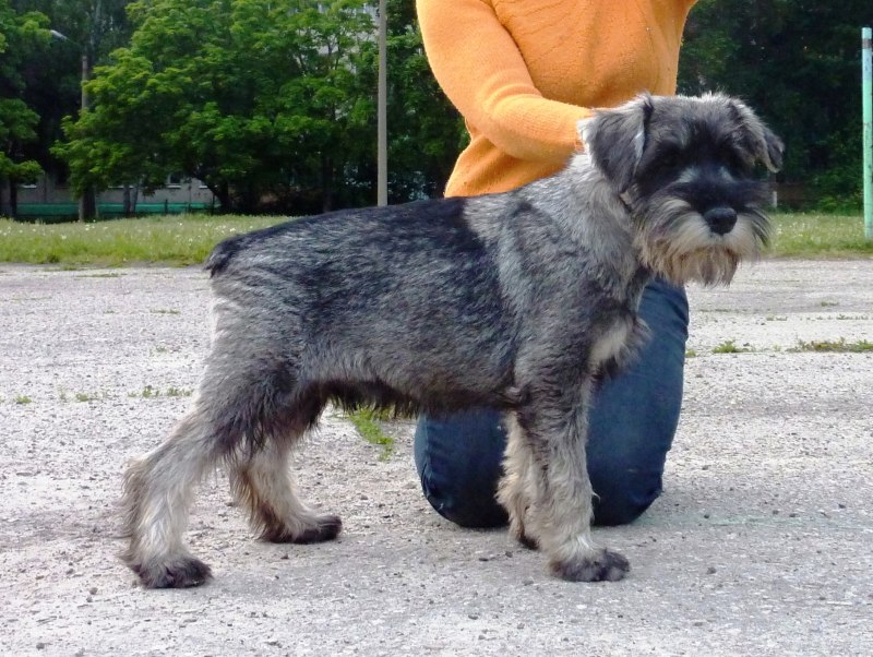Миттельшнауцер / Schnauzer (182) с