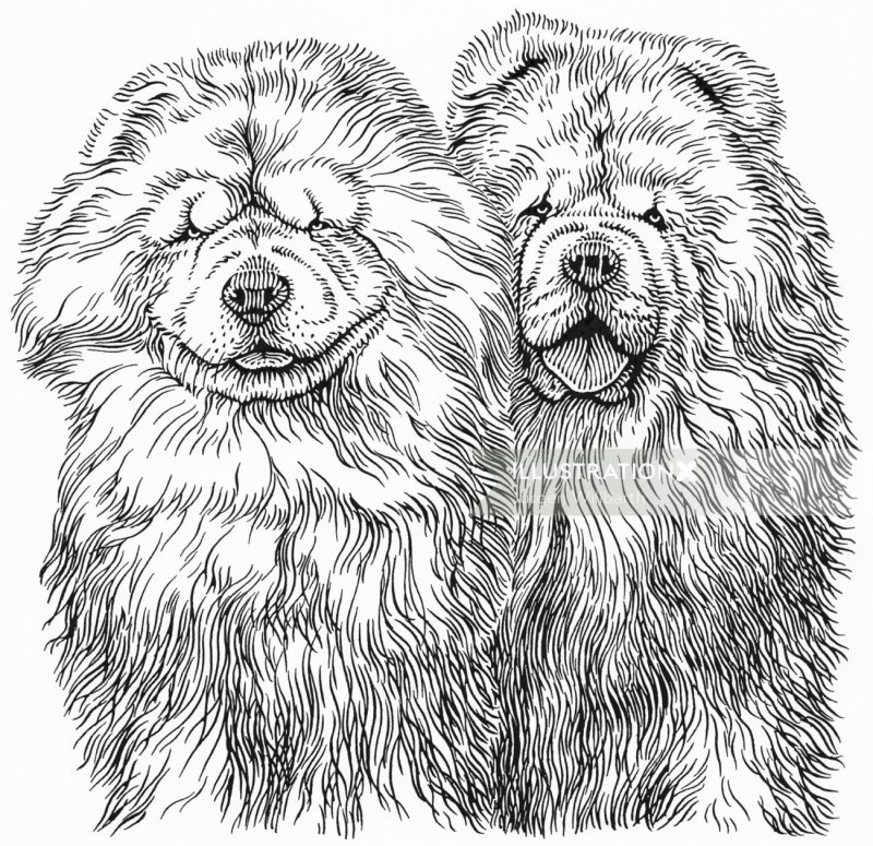 Чау чау рисунок