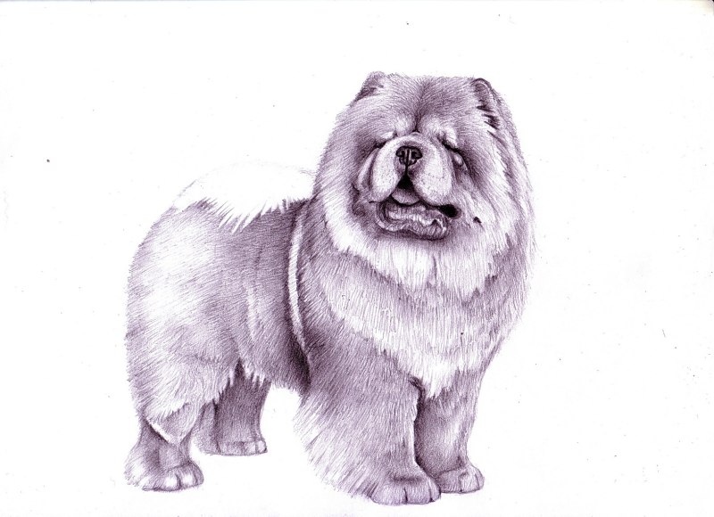 Чау чау 1835-1930
