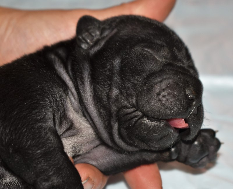 20 Puppies, 4 Dogs Rescued from Randolph Home by animal Rescue League