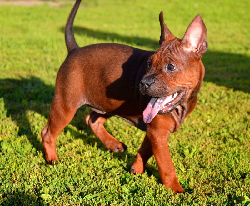 Chinese Chongqing Dog китайский Чунцин