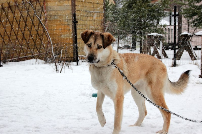 Собака сторожевая на цепи