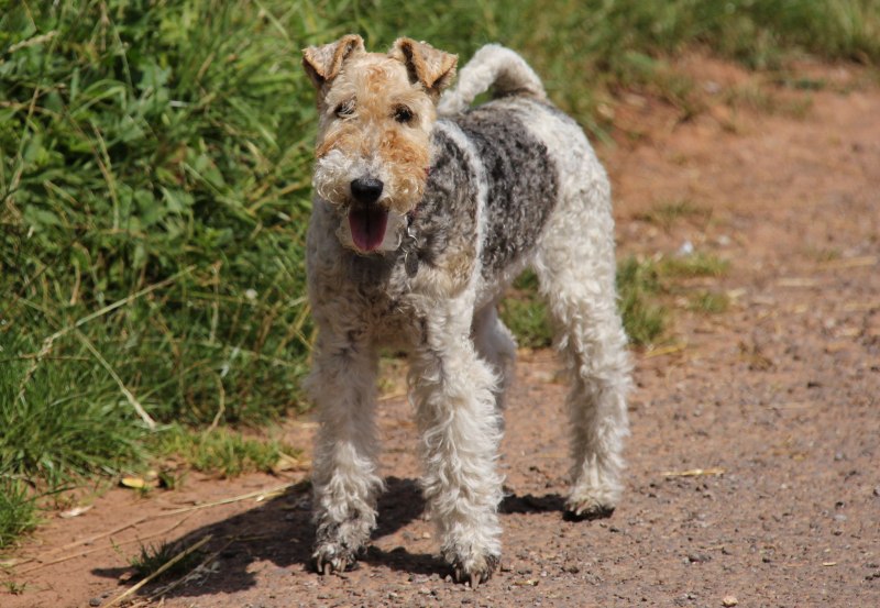 Wire Fox Terrier