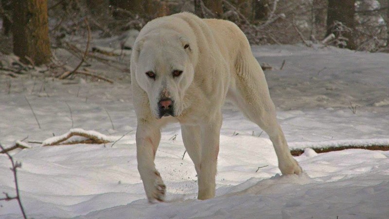 Среднеазиатская овчарка алабай злая