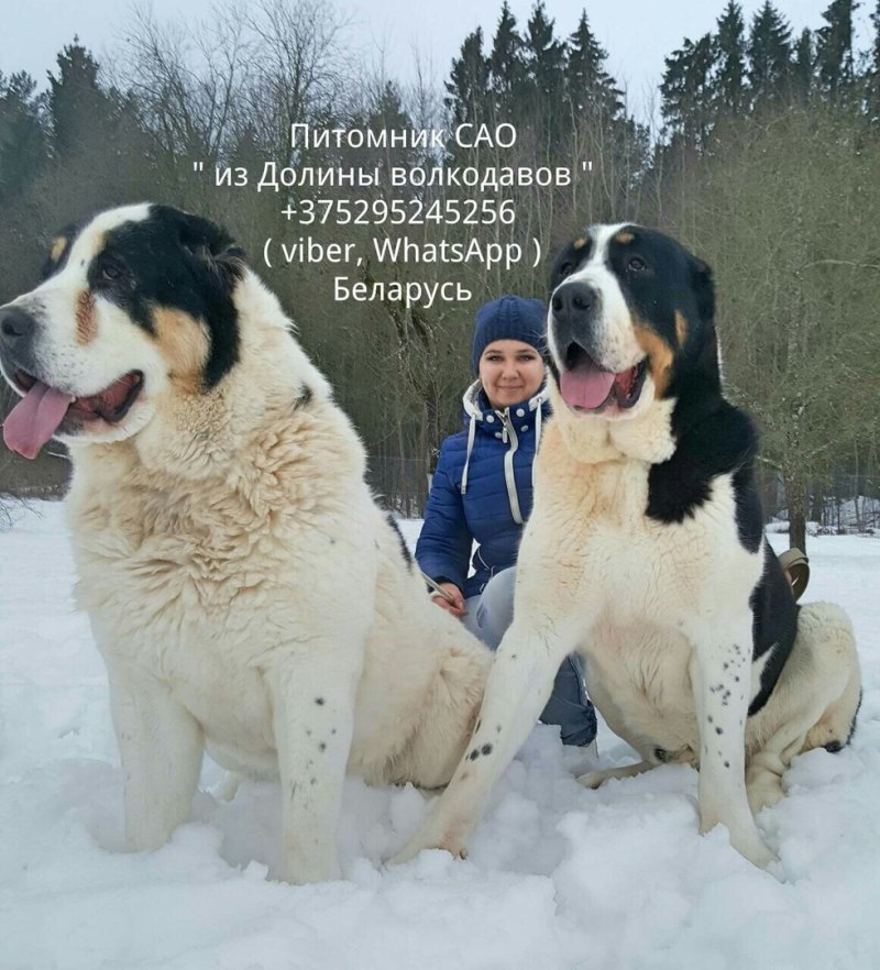 Бульдозер алабай родословная