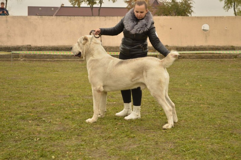 Алабай Джафар чемпион мира