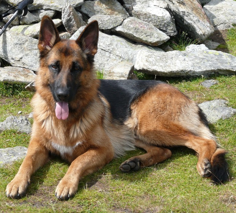 Баварская овчарка Shepherd