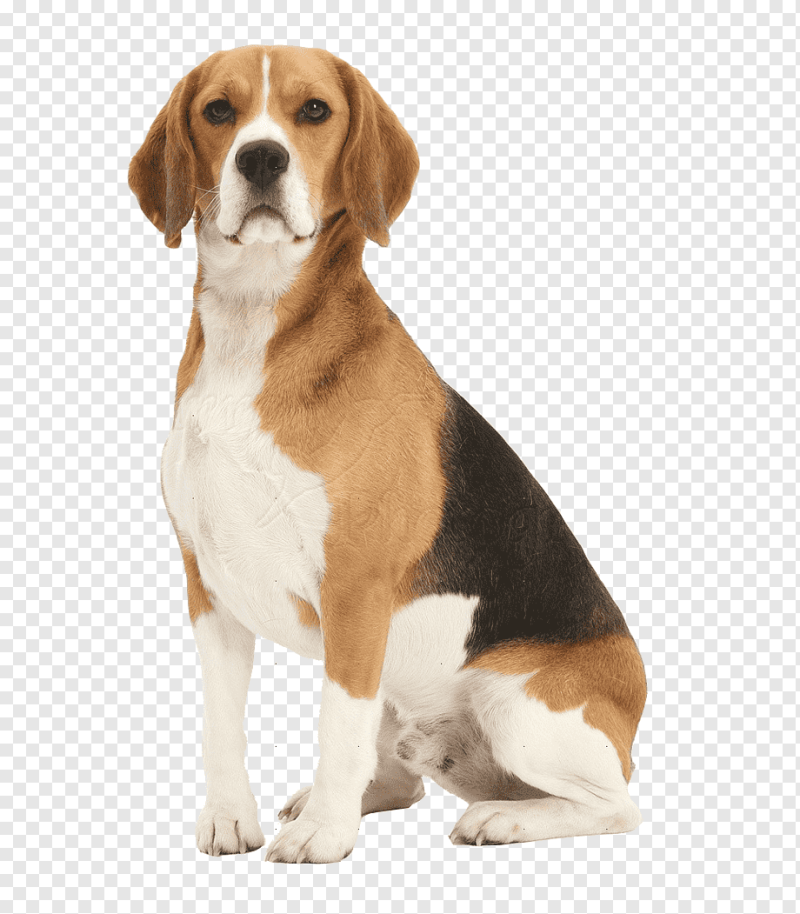 Харьер бордер