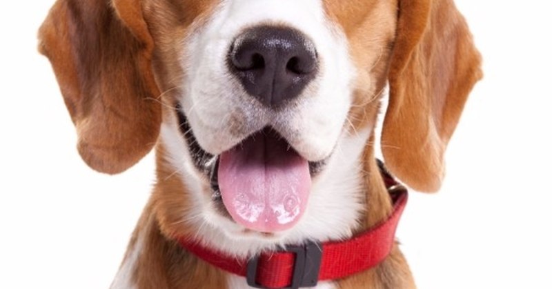 Beagle Dog PNG