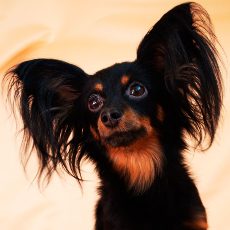 Australian Silky Terrier