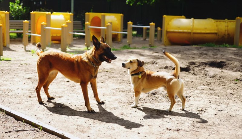 Собачья площадка (Dog-Walking ground) / 2009