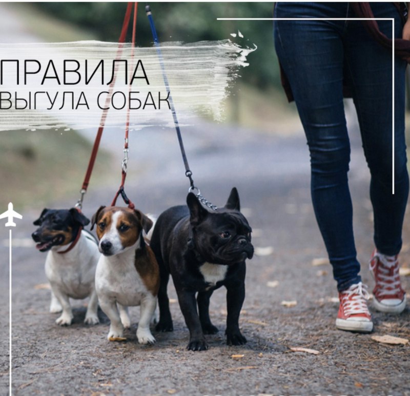 Выгул собак без поводка