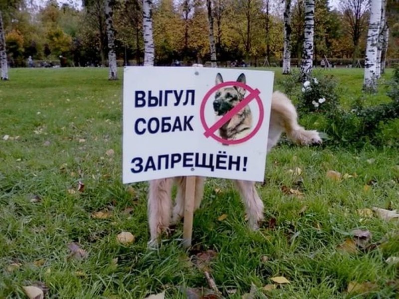 Выгул собак без намордника