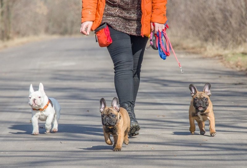 Собачники во дворе