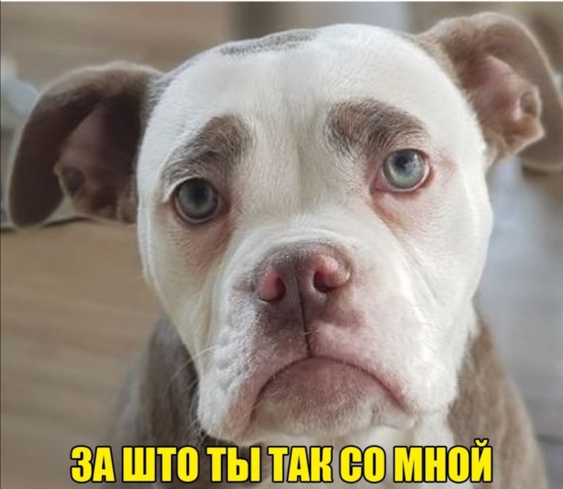 Грустная собака с бровями