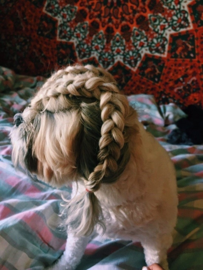 Собака с косичками
