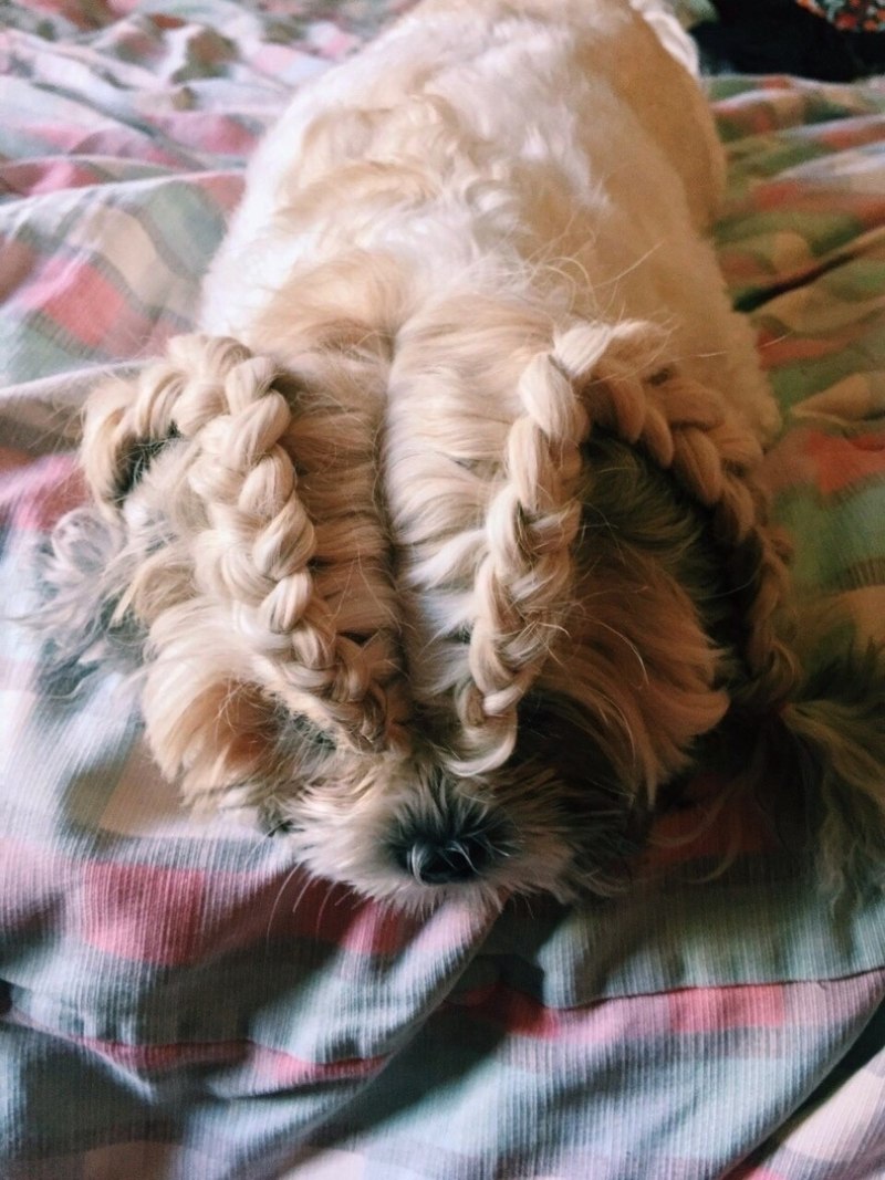 Собака с косами