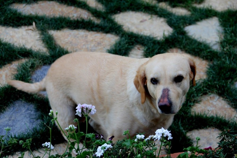 Лабрадор Retriever