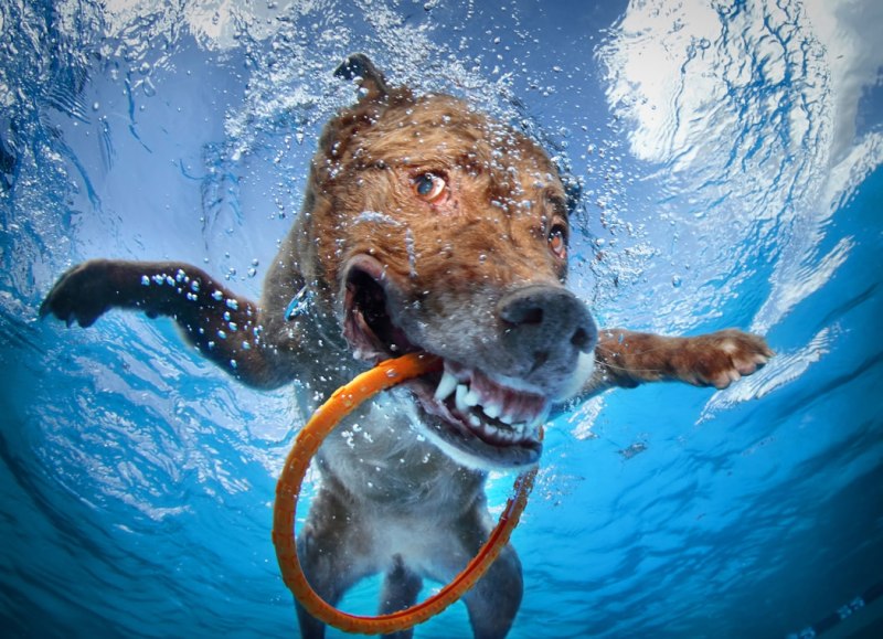 Underwater Dogs Seth Casteel