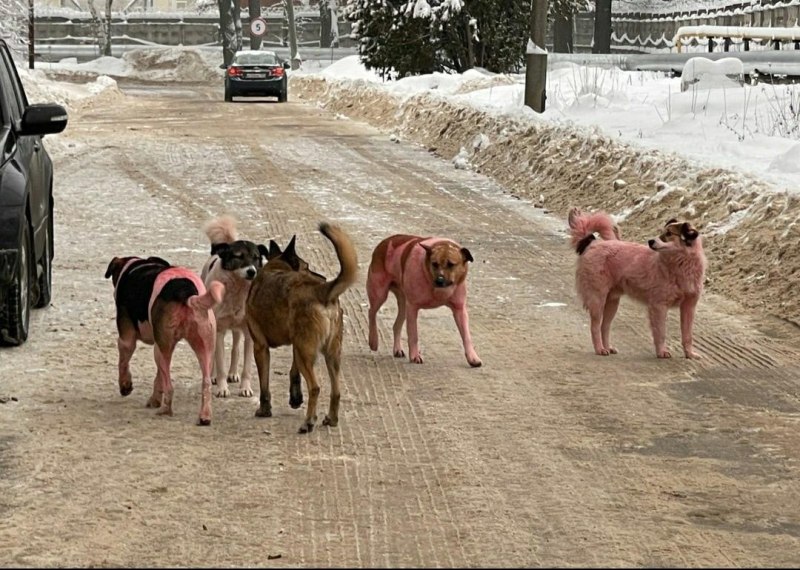 Собака в воде