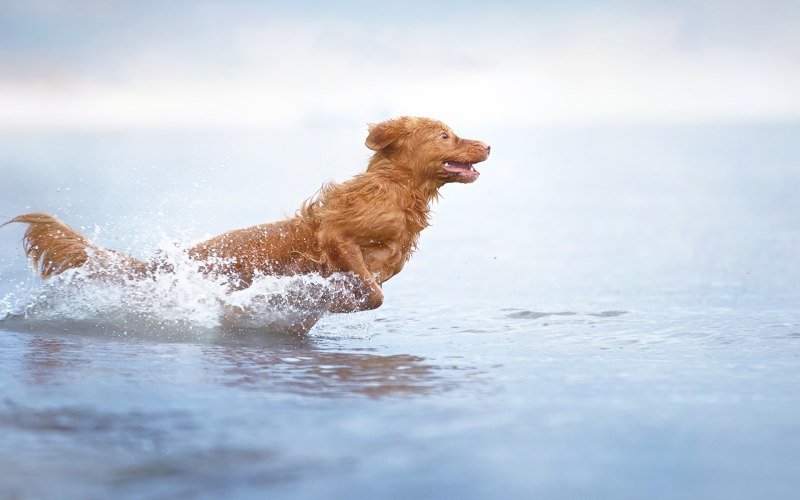 Вода для животных