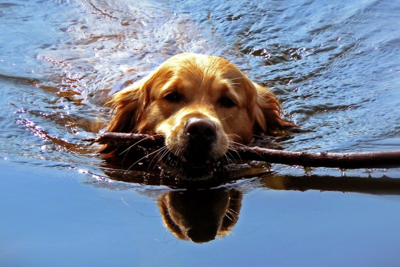 Вода для животных