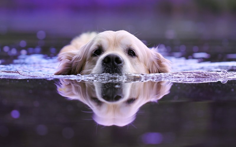 Собака под водой