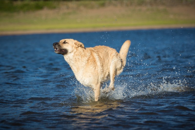 Собака отражение в воде