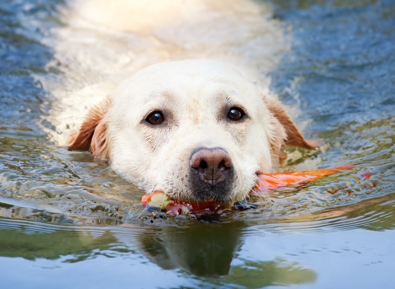 Вода для животных