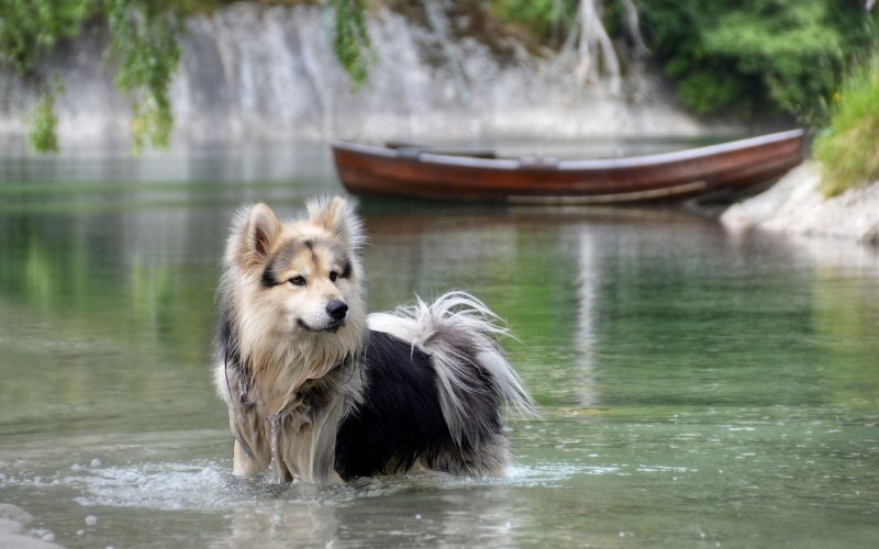 Собака пьет водичку