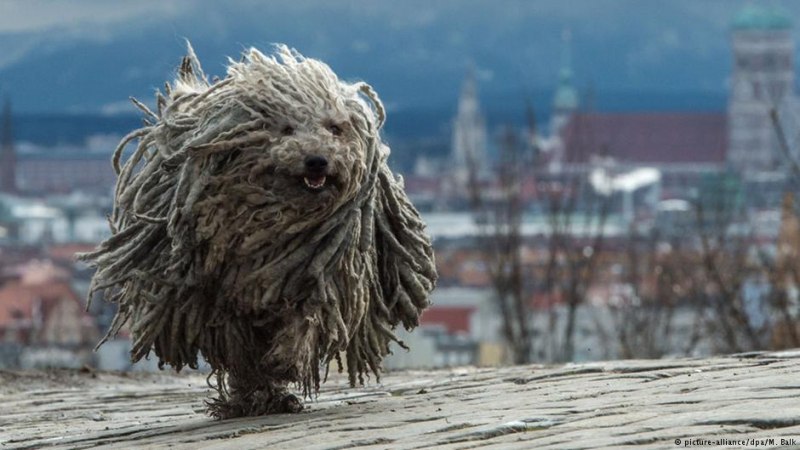 Собака с дредами