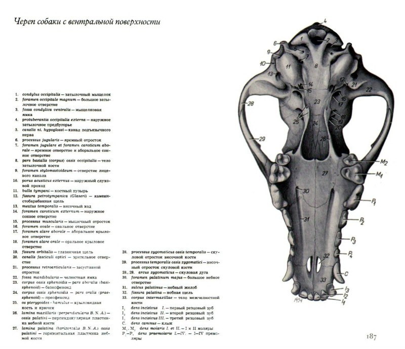 Череп собаки рисунок строение