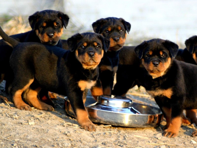 Rottweiler Husky Puppies for sale
