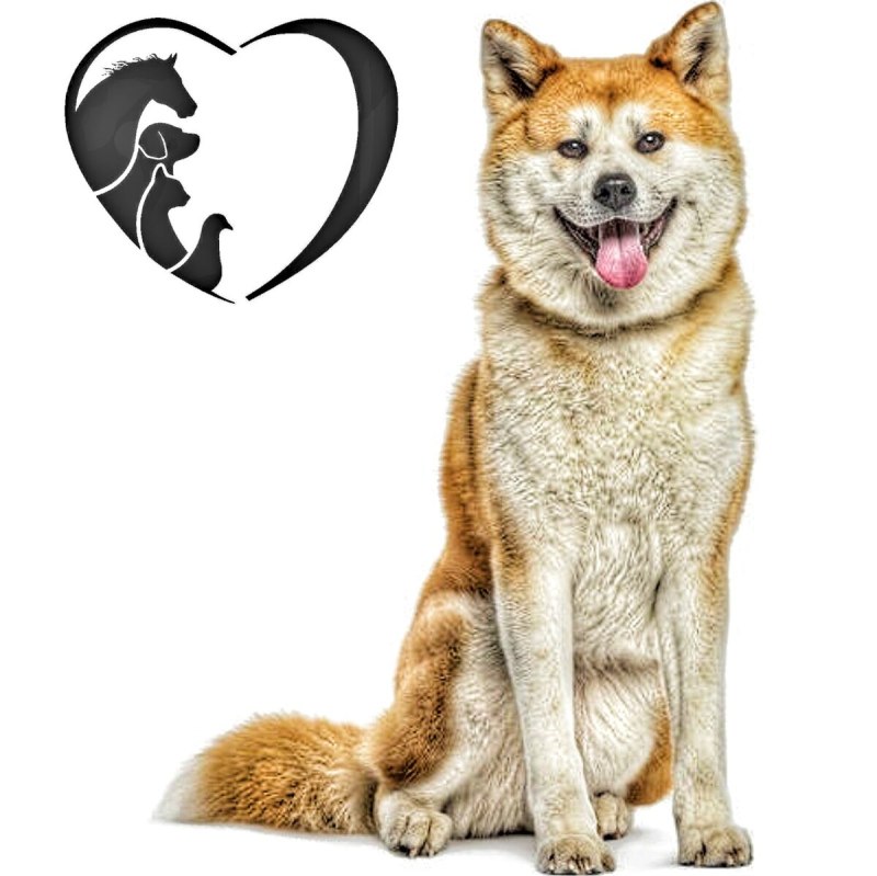 Dog Chow корм для собак sensitive