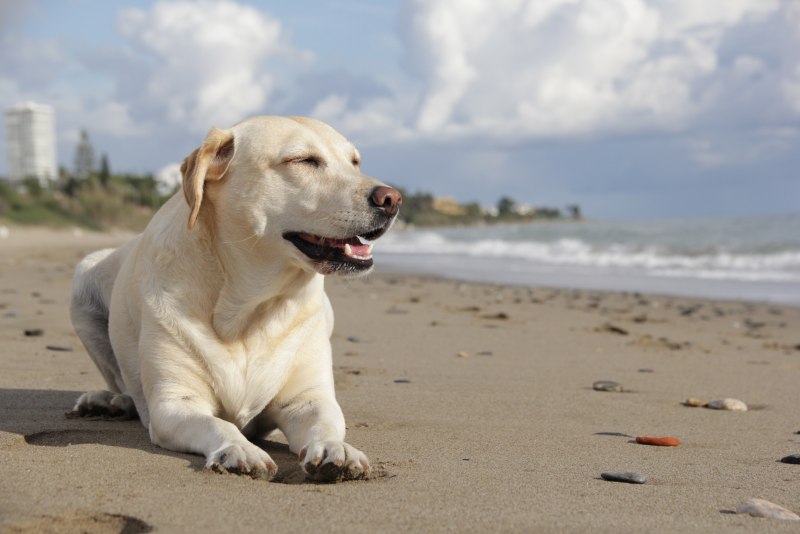Labrador Retriever щенок