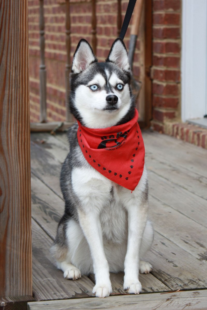 Кли Genshin