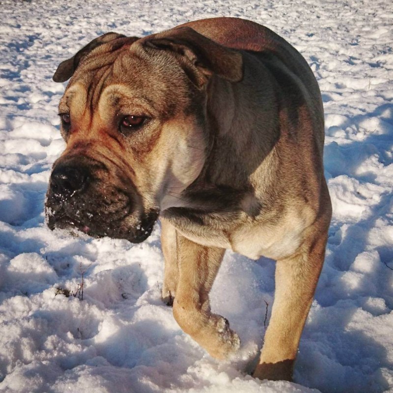 Мастиф кадебо