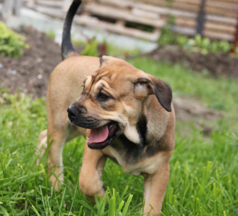 Майоркский мастиф / Majorca Mastiff (249) к