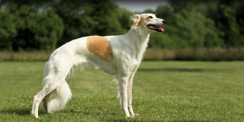 Типа Russian Wolfhound portrait