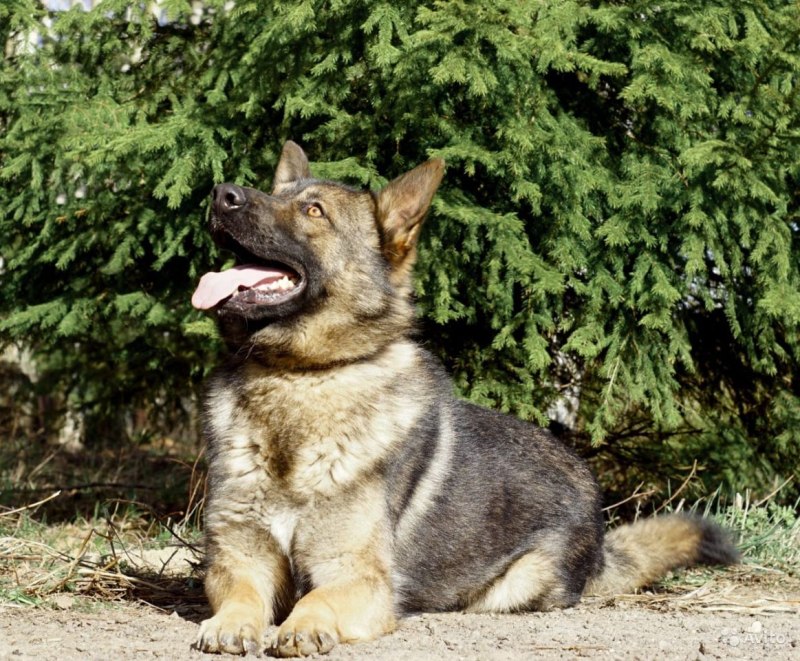 Kupa овчарка