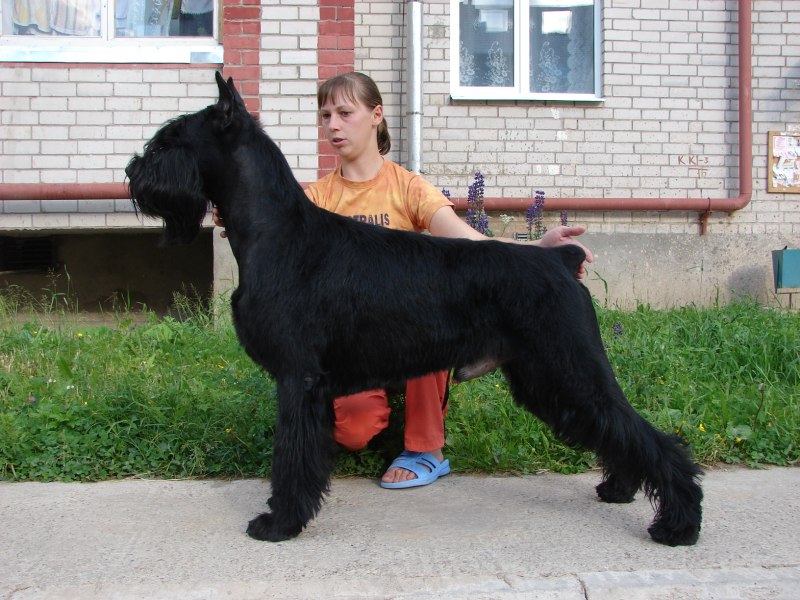 Ризеншнауцер чемпион