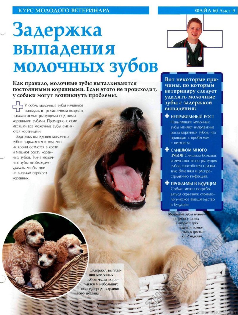 Прикус Кане Корсо стандарт