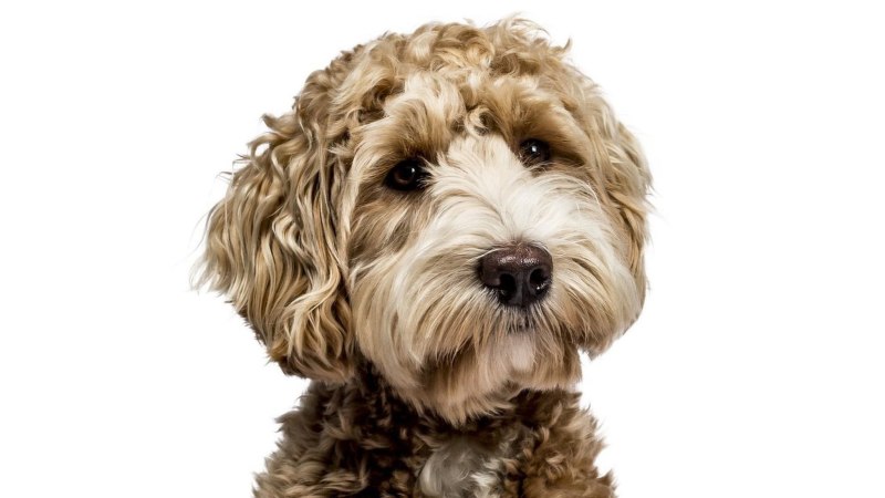 Australian Labradoodles.