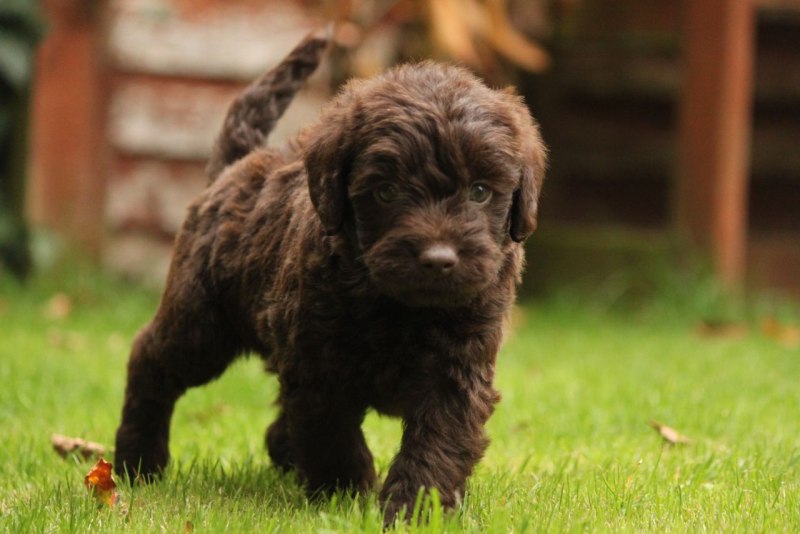 Австралийский лабрадудль(Labradoodle)