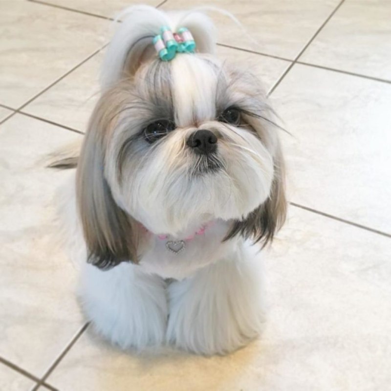 Ши-тцу (Shih Tzu