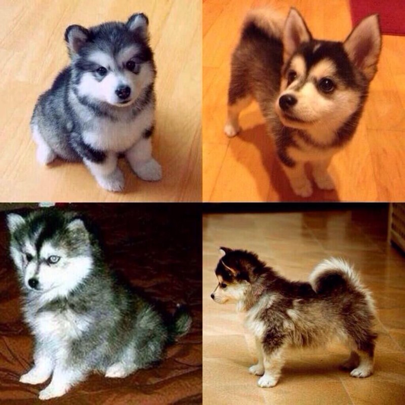 Метис корги и шпица