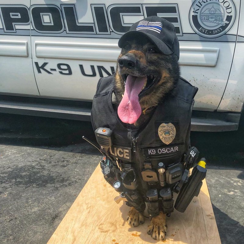 Собака в форме человека. Полицейский с собакой. Собачка в полицейской форме. Полицейская собака прикол.