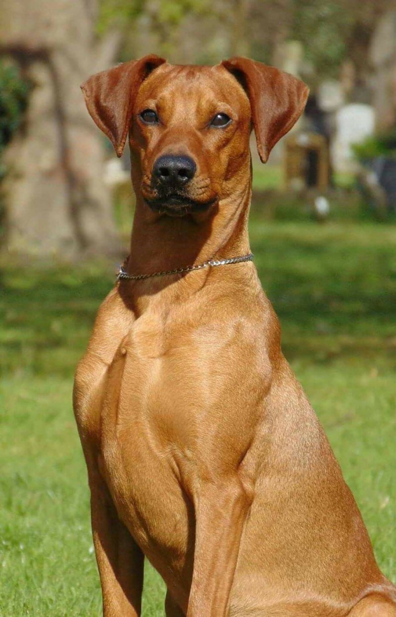 Австралийский короткошерстный пинчер