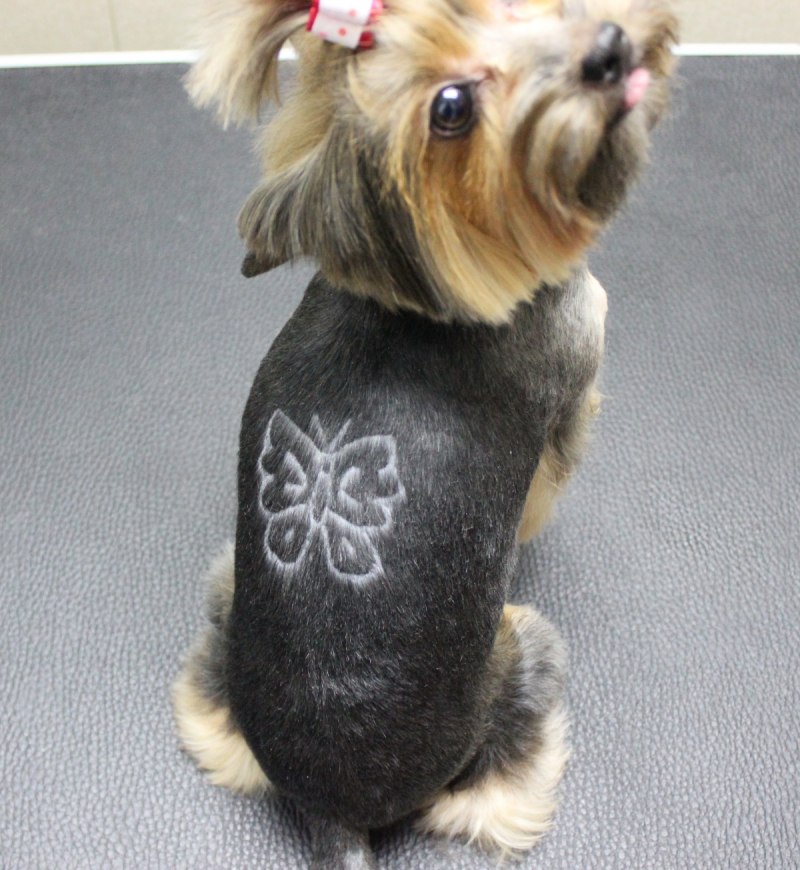 Стрижки Yorkshire Terrier