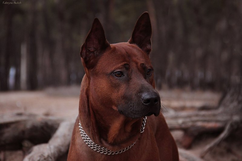 Собака тайский риджбек
